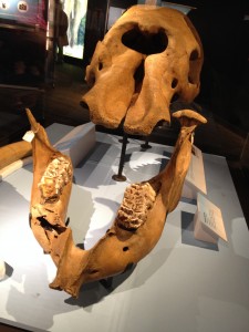 Figure 2.  A Mastodon and her molar.  Mastodons had molars for browsing trees and shrubs while mammoths and elephants have teeth for grazing grasses.