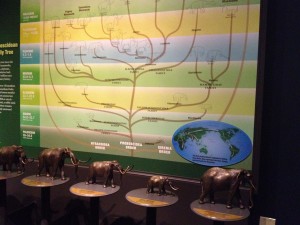Figure 3.  We are family, sort of: Mammutidae and Elephantidae.  Mastodons and mammoths are only distantly related.  The present-day Asian elephant is more closely related to mammoths than the African elephant.