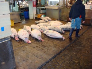 Figure 1.  Tuna for sale at the Tsukiji fish market in Tokyo, Japan (2009).  Would you believe we had to get up around 5am to see this place?