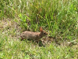 Figure 1.  Beachwood City Park East during the summer (2014).  I made a bunny friend!