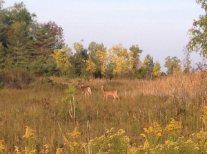 Figure 2.  Beachwood City Park West in the fall (2014).  A pair of deer ignoring me.  