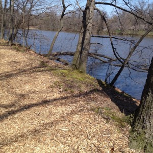 Figure 4.  Lower Shaker Lake:  a groomed path around the lake.  Break out the trail shoes! (Spring 2015)