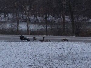 Figure 5.  Is winter over yet?  It snowed in late March, and these Canadian geese are not amused (2015).