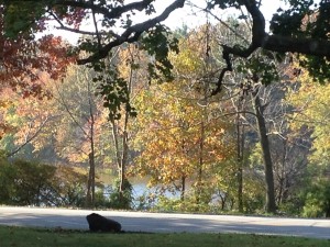 Figure 6.  Lower Shaker Lake and the paved path:  beautiful all four seasons (Fall 2014).