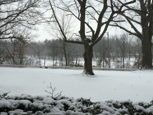 Figure 1. Representative snowy scenes seen from our Cleveland home.
