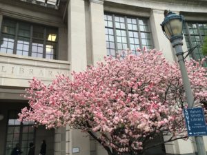 Figure 1. Blossoms (cherry?) in front of the Kelvin Smith Library, a great place to print your posters, BTW!