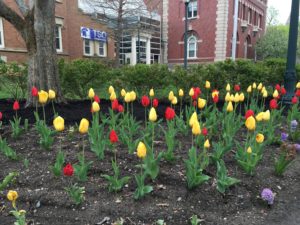 Figure 2. The tulips are out. In this case, the tulips are out and about in front of the Thwing Center.