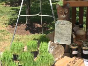 Figure 2. Wheatgrass for cats from Crooked Creek Farm. Can they really eat this stuff? I suppose we’ll find out… 