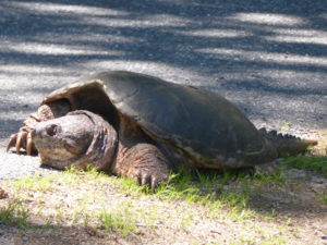Figure 4. A snapping turtle at Mount Holyoke College. Don't mess with this hot mess!