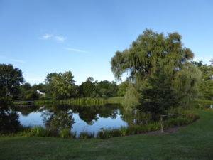 Figure 2. The golden willow on Lotus Pond at the Holden Arboretum.