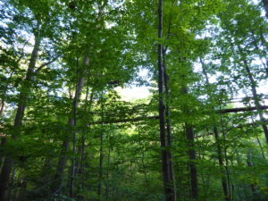 Figure 4. The Murch Canopy Walk at the Holden Arboretum. Does this not look cool?